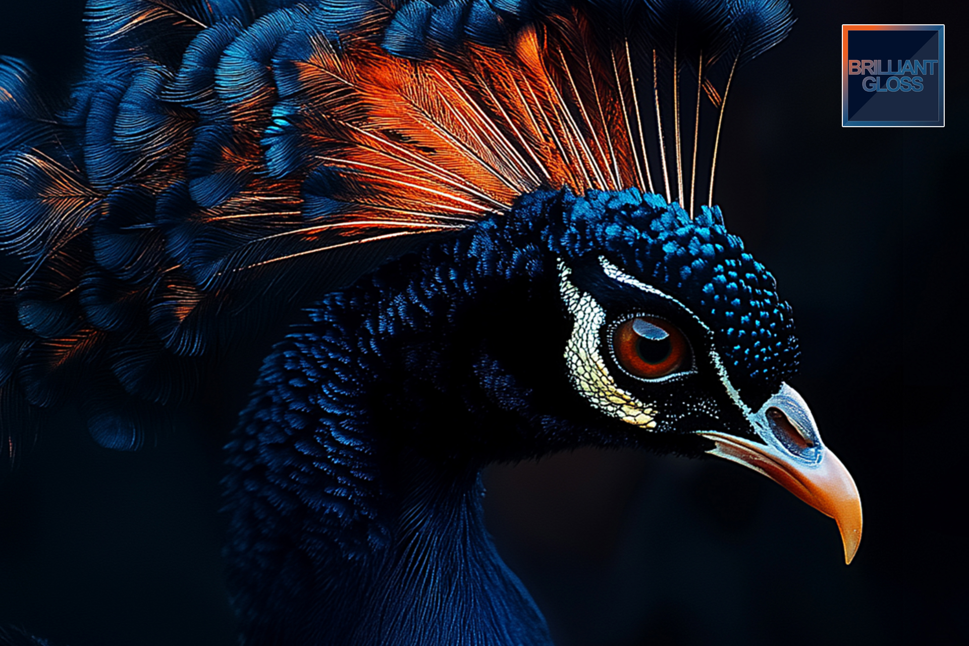 Close up van pauw op Brilliant Gloss fotopaneel