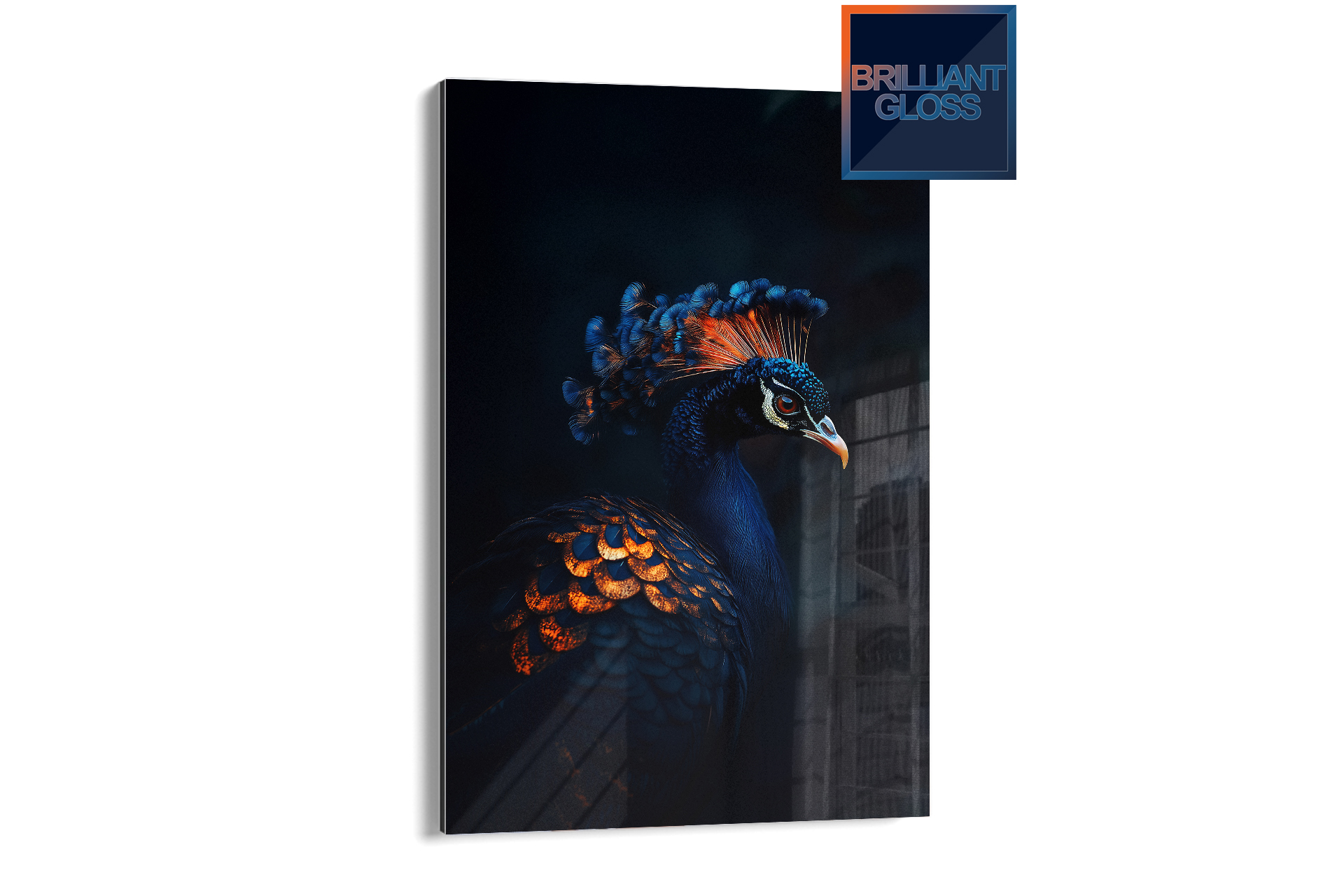 Fotopaneel Brilliant Gloss met pauw op witte achtergrond